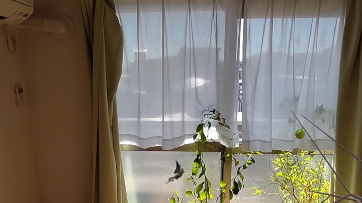 Avian Adventure MR
