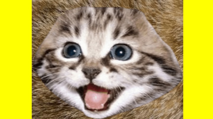 Cat Lab