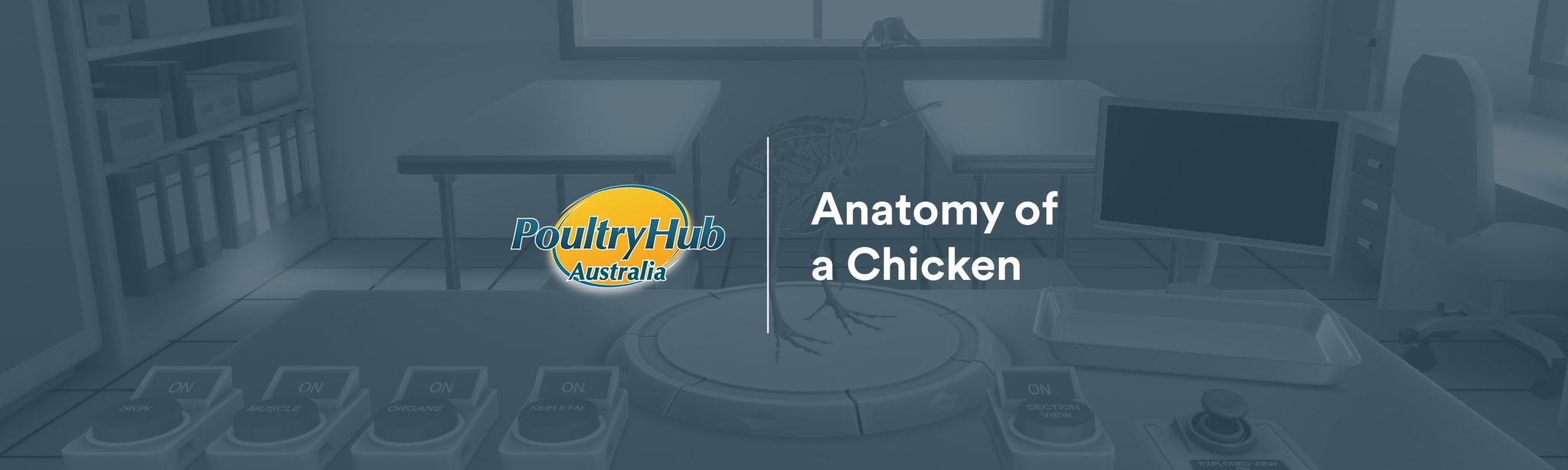 Anatomy of a Chicken