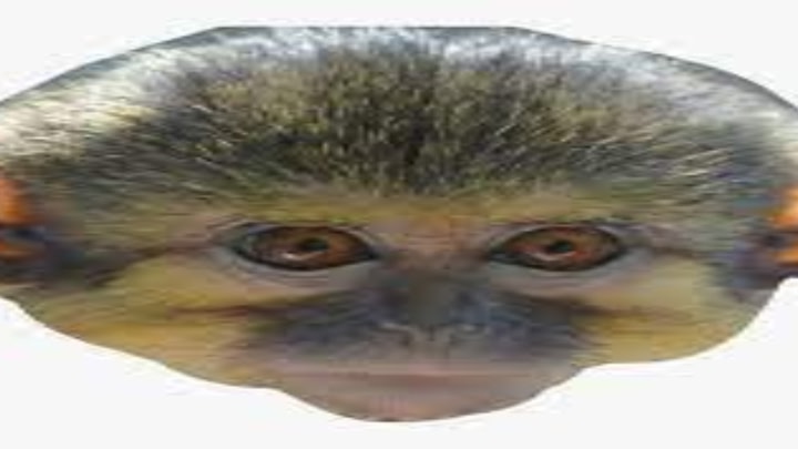 Monkey Fun Game!