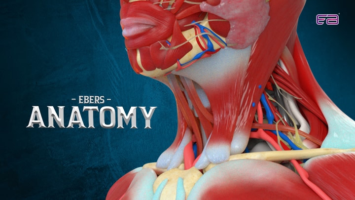 Ebers Anatomy