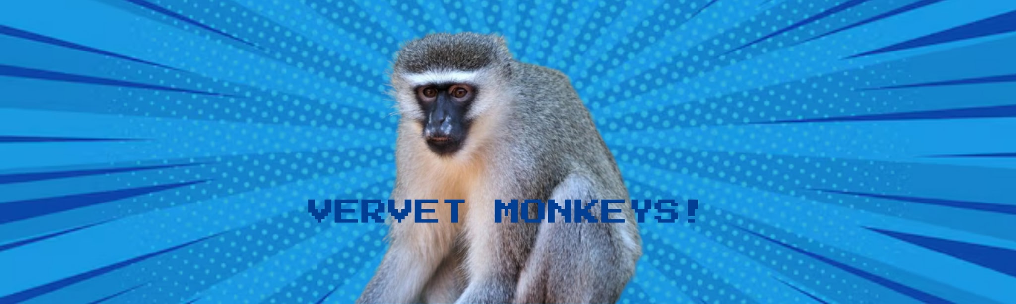 Vervet monkeys
