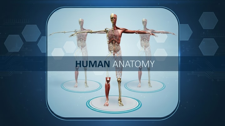 Human Anatomy