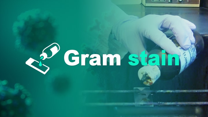 Gram stain