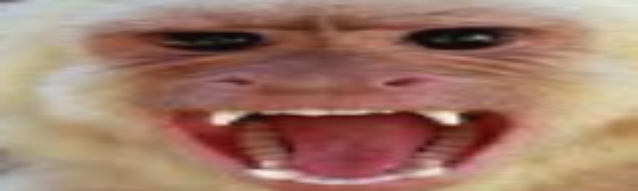 Monkey Go Bananas