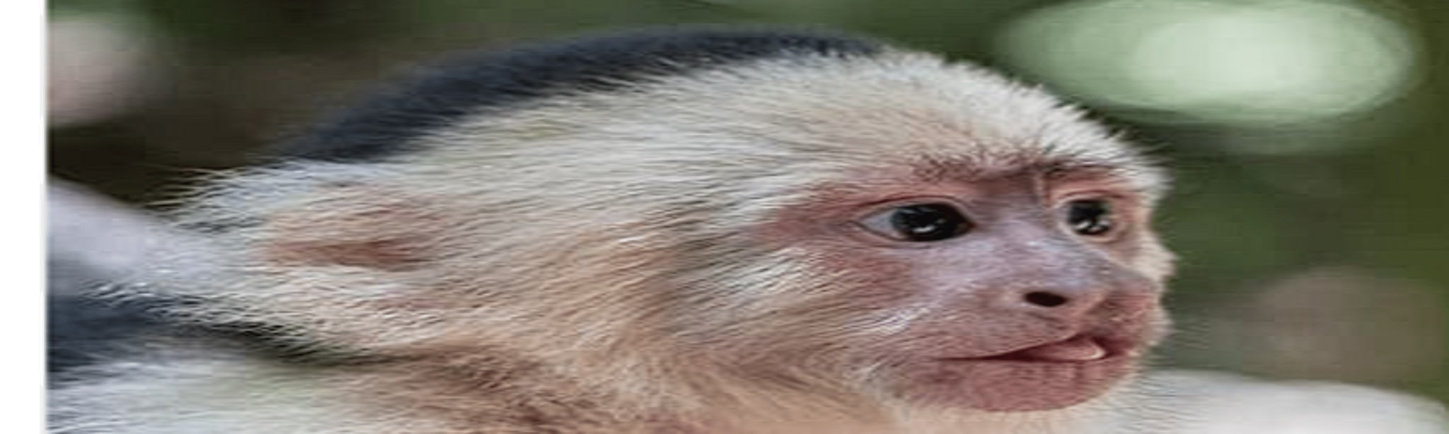 Lab Monke 2