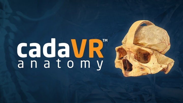cadaVR anatomy