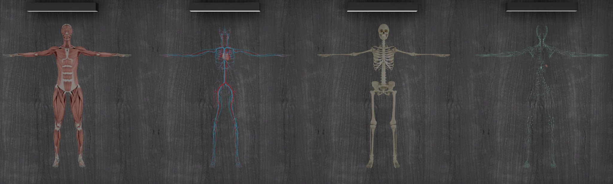 Exe Anatomy Academic